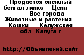Продается снежный бенгал(линкс) › Цена ­ 25 000 - Все города Животные и растения » Кошки   . Калужская обл.,Калуга г.